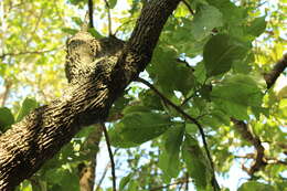 Sivun Acnistus arborescens (L.) Schltdl. kuva