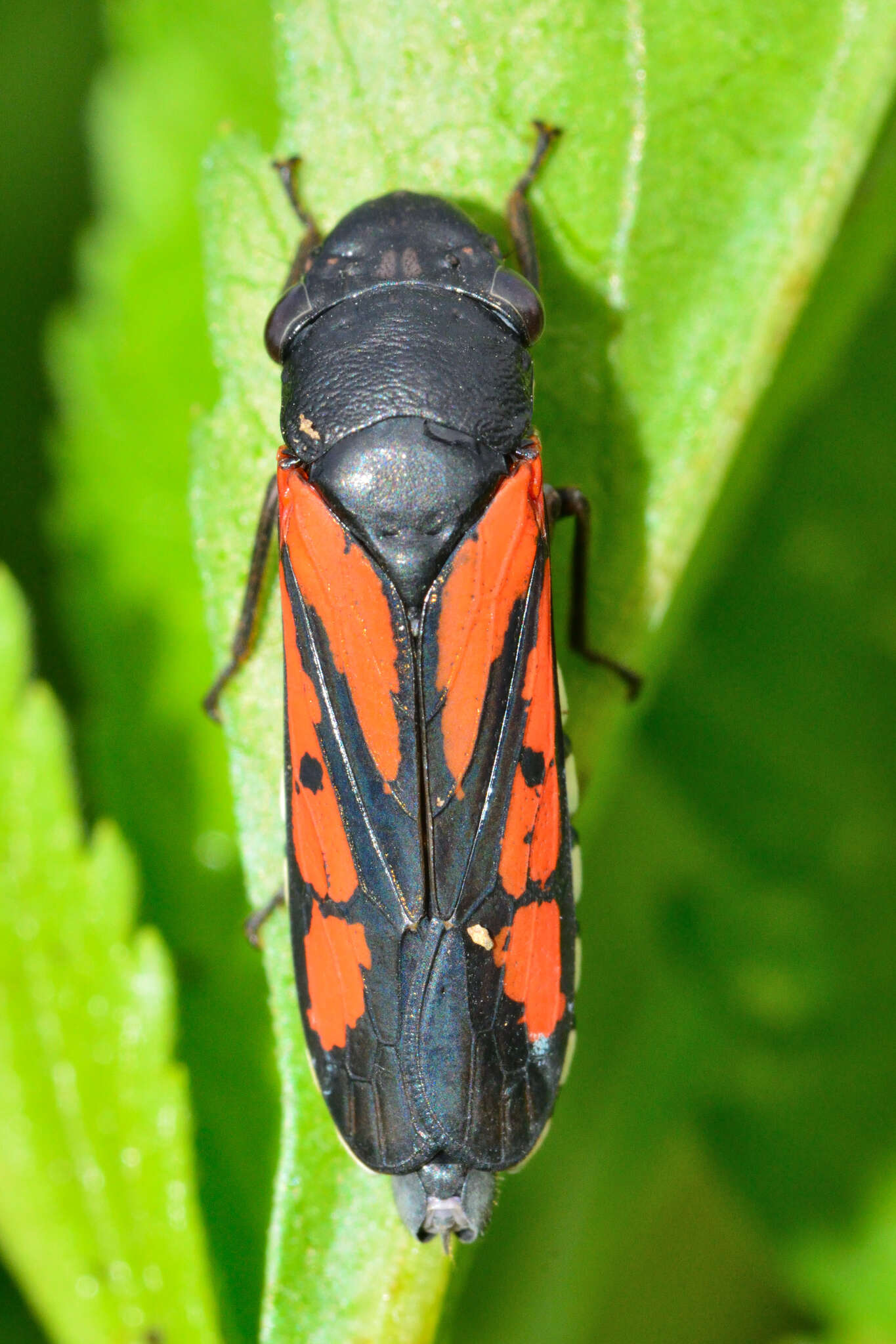 Image of Oncometopia (Similitopia) rufipennis (Signoret 1855)