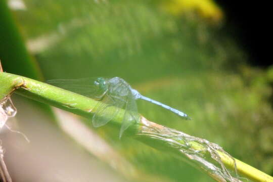 Image of Epaulet Skimmer