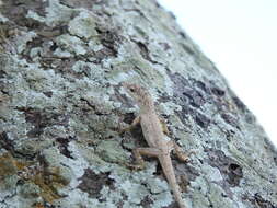 Image of Anolis sericeus Hallowell 1856