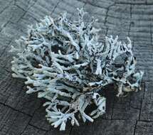 Image of tube lichen