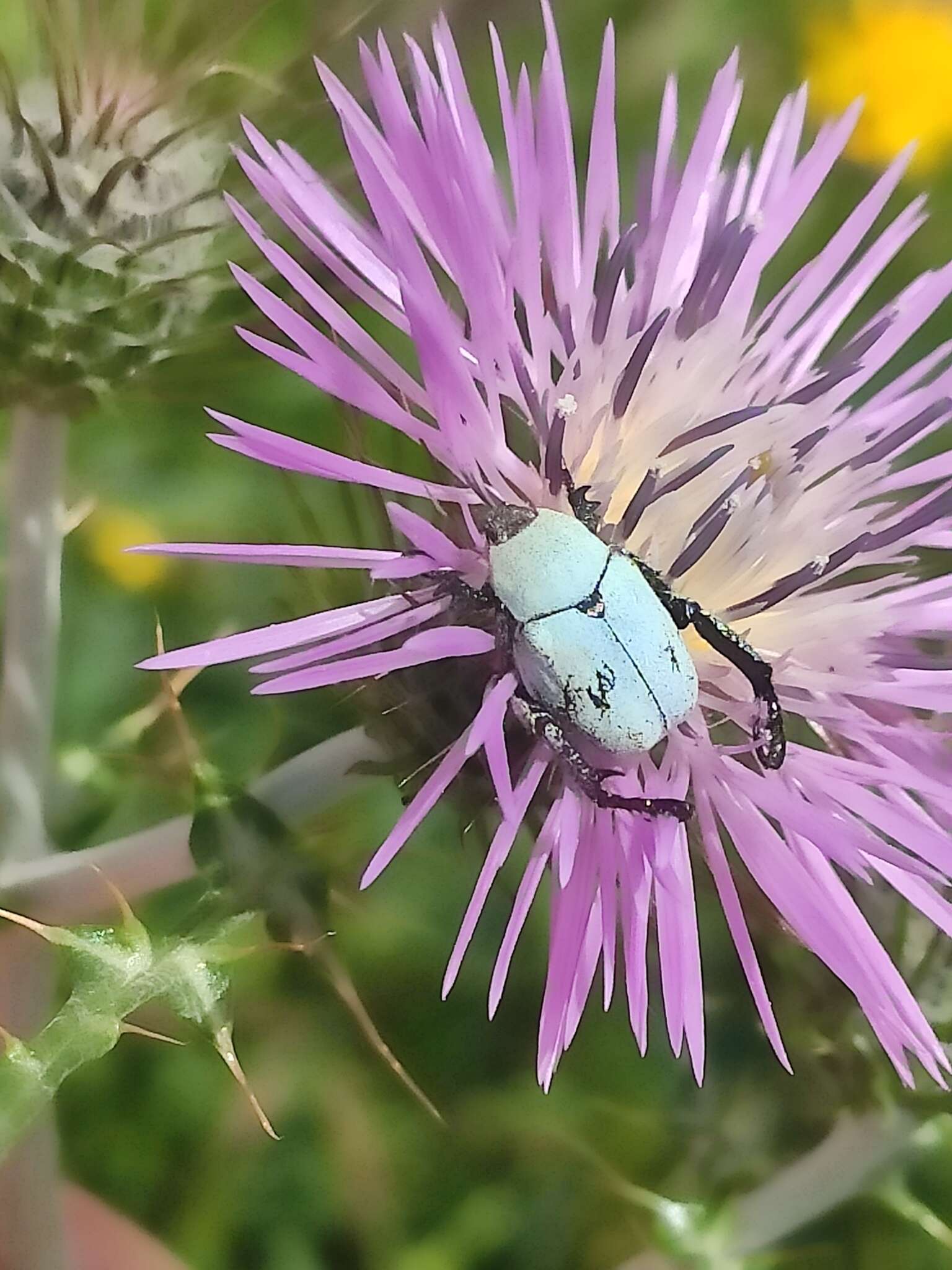 Sivun Hoplia chlorophana Erichson 1848 kuva