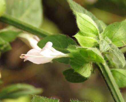 Image of Dicliptera heterostegia Nees