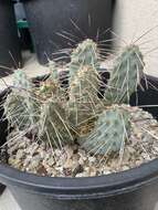 Image of Bulrush Canyon Prickly-pear