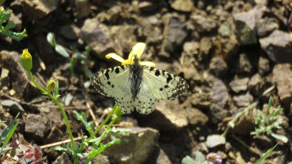 Image of Zerynthia louristana (Le Cerf 1908)