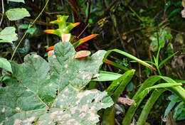 Image of Guzmania gloriosa (André) André ex Mez