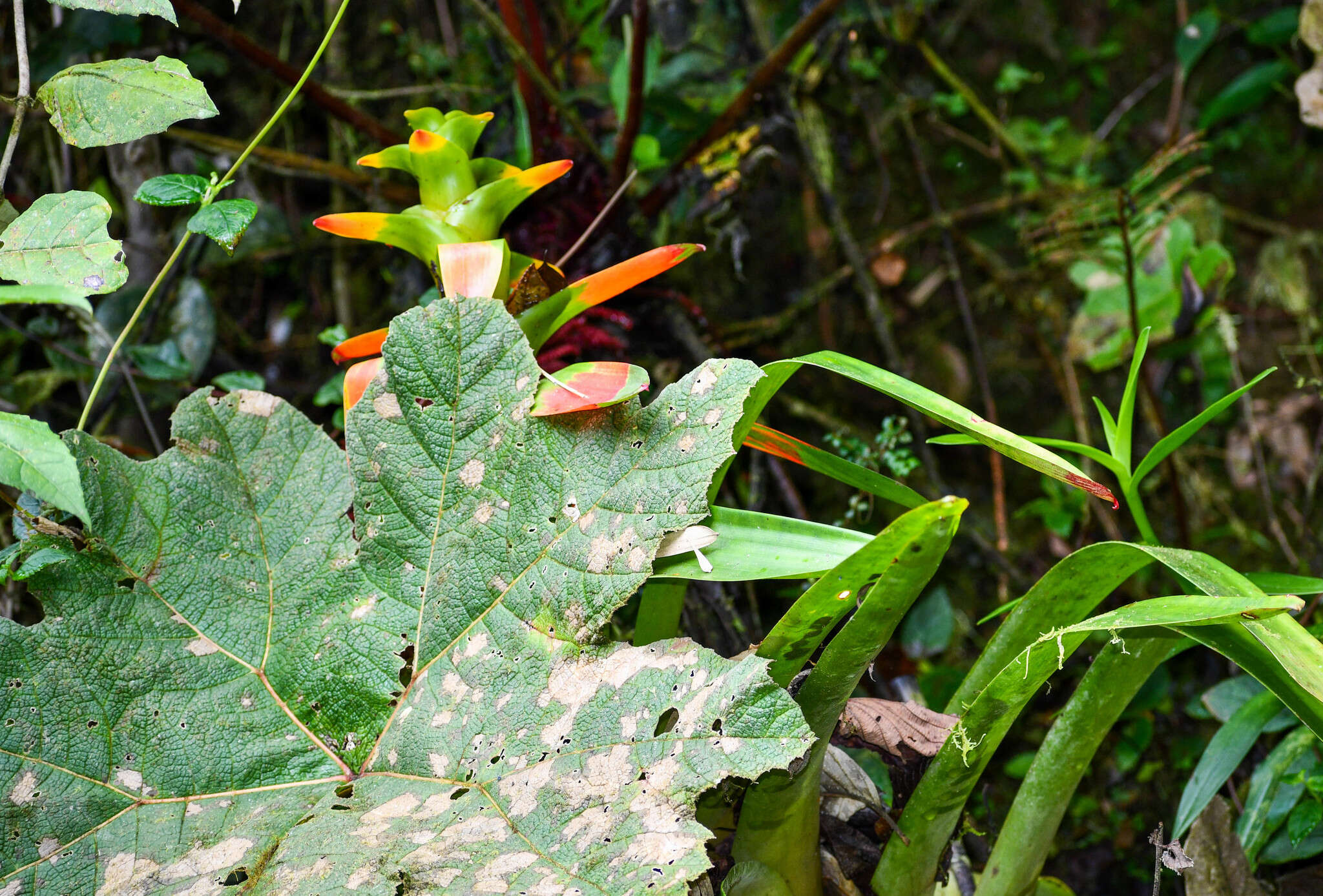 Image of Guzmania gloriosa (André) André ex Mez