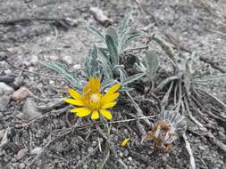 Image of Trichocline reptans (Wedd.) B. L. Rob.