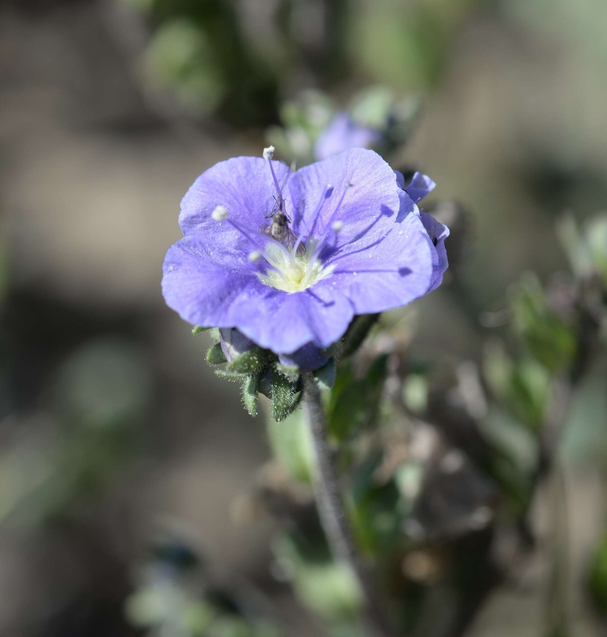 Phacelia ciliata Benth.的圖片