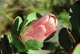 Image of Protea stokoei Phillips