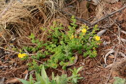 Imagem de Hypericum aethiopicum Thunb.