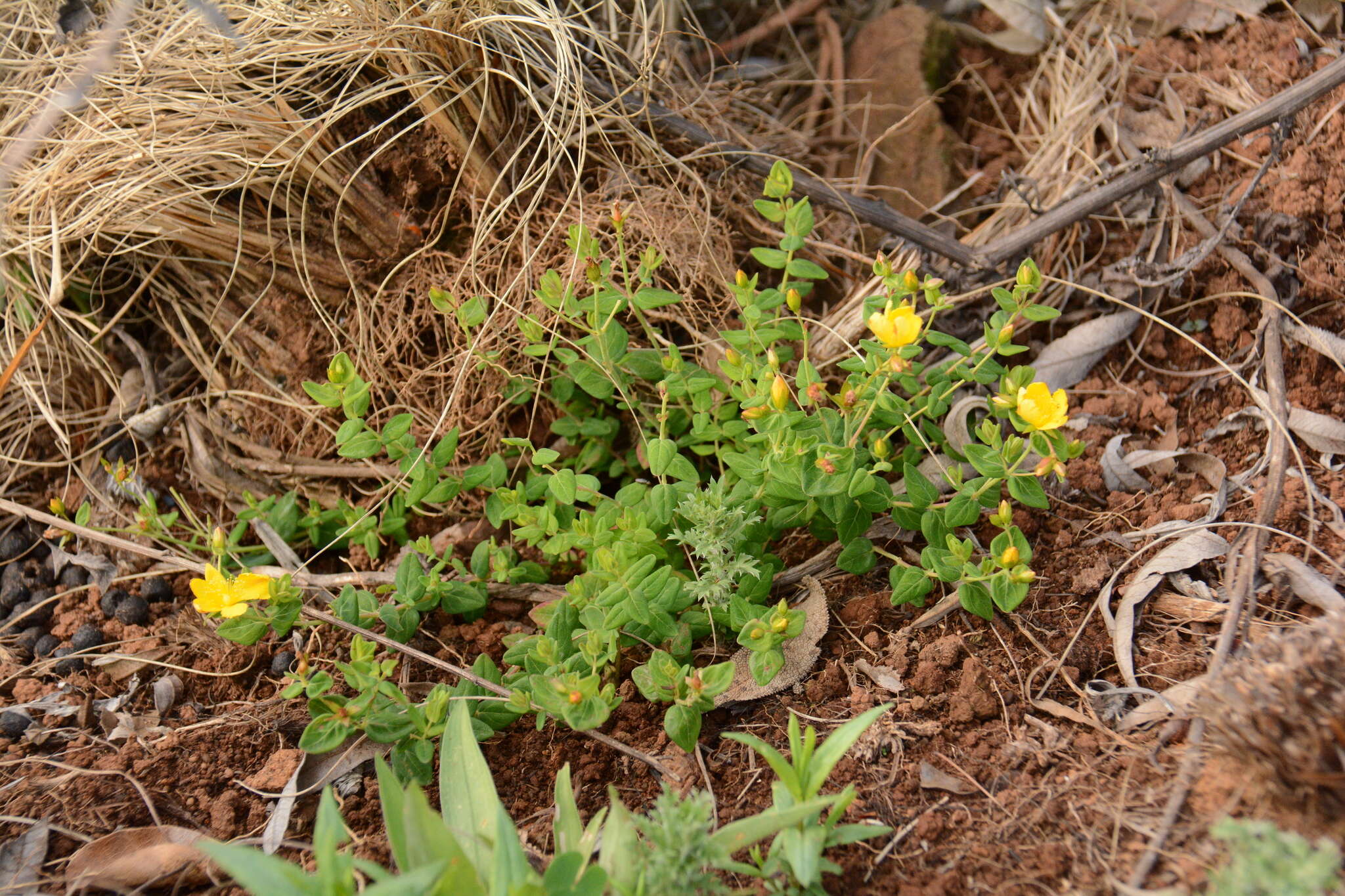 Imagem de Hypericum aethiopicum Thunb.