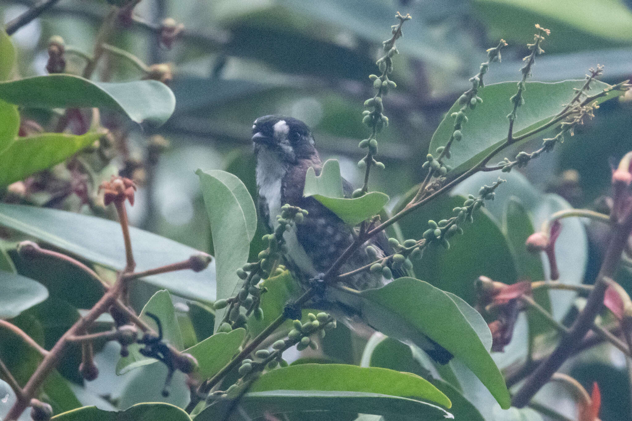 Image of White-browed Purpletuft