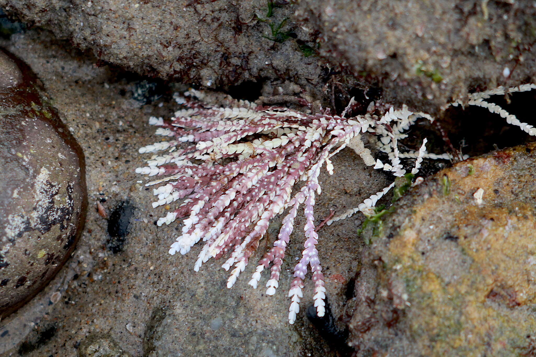 Imagem de Bossiella orbigniana