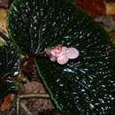 Image of Begonia ruthiae S. Julia