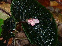 Image of Begonia ruthiae S. Julia