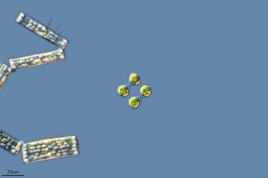 542.35280550223.580x360