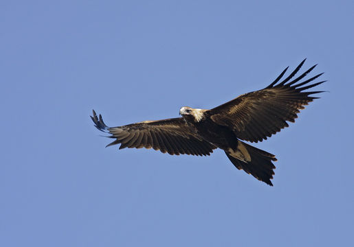 Image of Wedge-tailed eagle