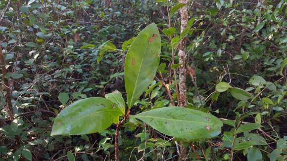 Imagem de Gordonia lasianthus L. ex Ellis