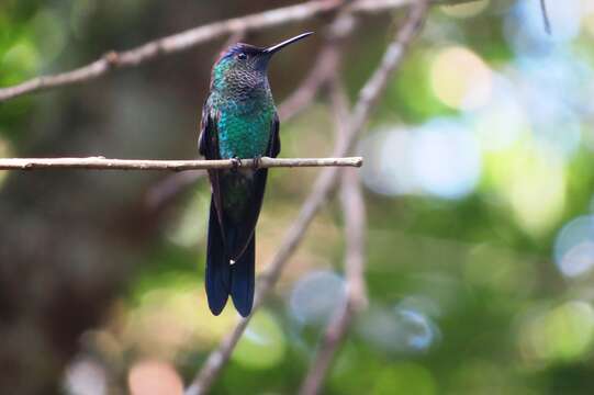 Image of Violet-capped Woodnymph