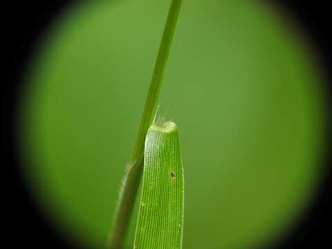 Image of Swamp Millet