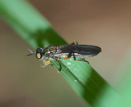 Image of Actina chalybea Meigen 1804