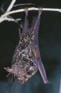 Image of Cyclops Leaf-nosed Bat