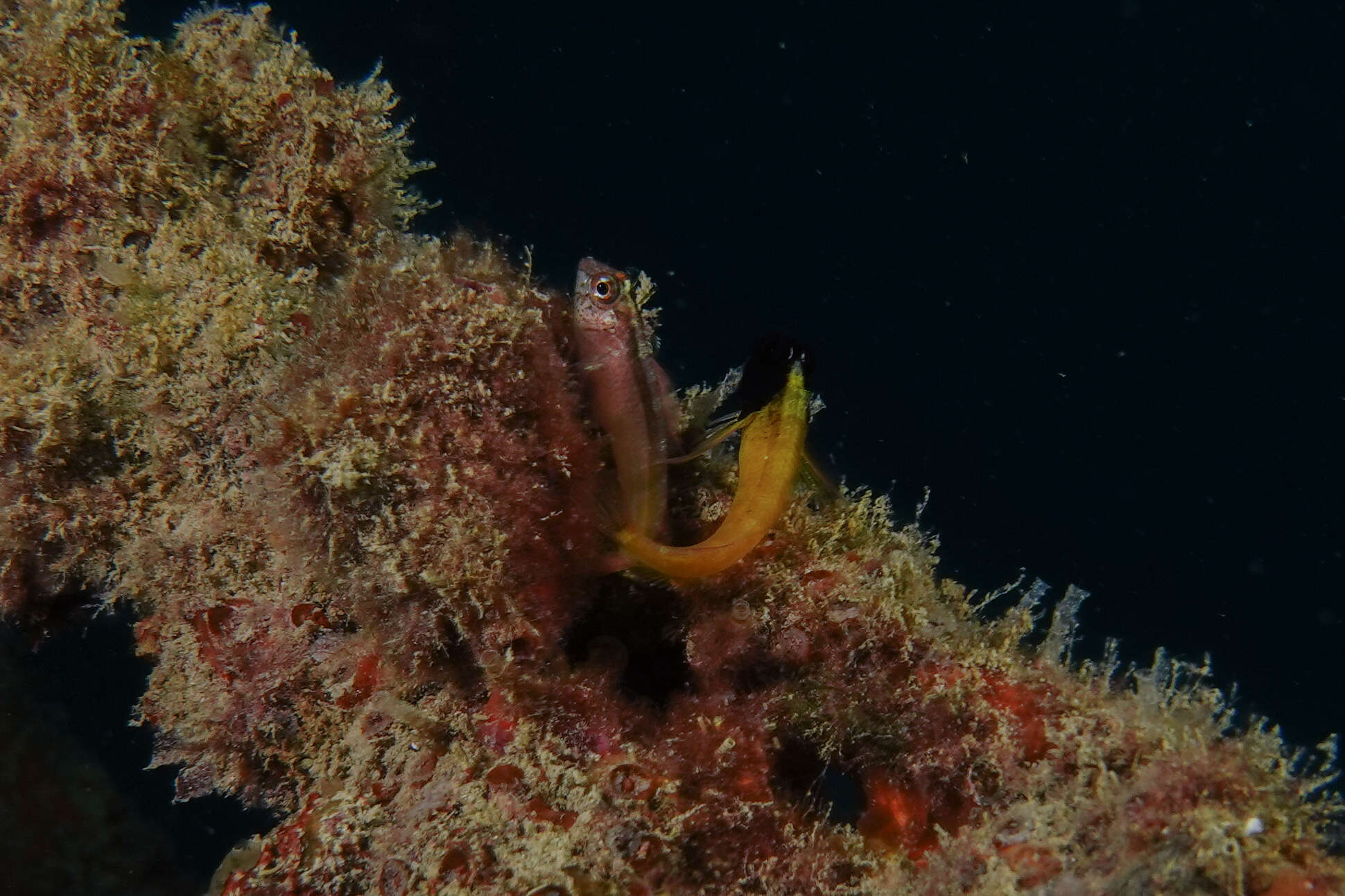 Image of Yellow-and-black Triplefin