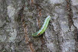 Image of Variable Oakleaf Caterpillar Moth