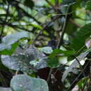 Image of Dusky Crested Flycatcher