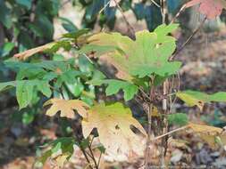 Image of Drepanaphis acerifoliae (Thomas & C. 1878)