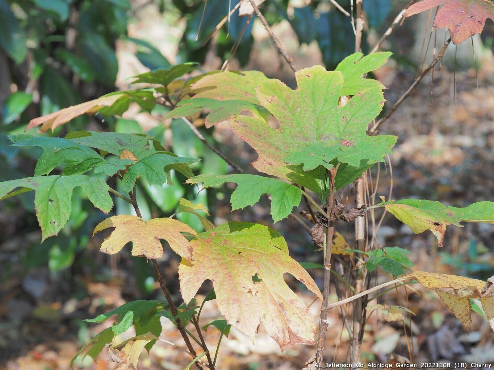 Sivun Drepanaphis acerifoliae (Thomas & C. 1878) kuva