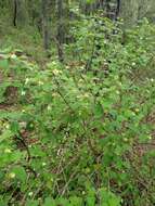 Image of Lantana hirta Graham