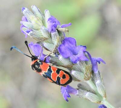 Image of Zygaena fausta Linnaeus 1767