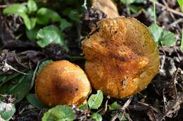 Image of Lepiota boudieri Bres. 1884