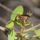 Imagem de Polistes oculatus Smith 1857