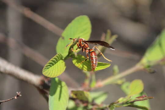 Слика од Polistes oculatus Smith 1857