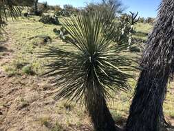 Image of Yucca elata var. elata