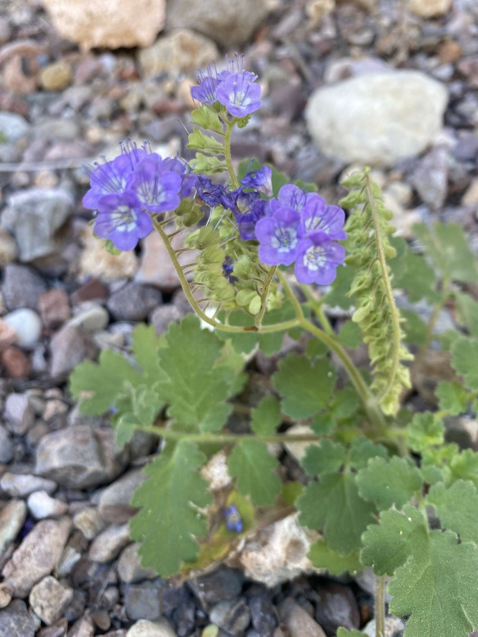 Phacelia scariosa Brandegee的圖片