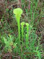 Image of Sarracenia flava var. rugelii (Shuttlew. ex DC.) Mast.