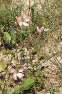 Imagem de Sphaeralcea chenopodifolia A. P. Rodrigo