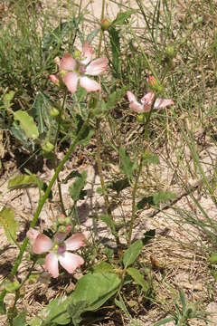 Image of Sphaeralcea chenopodifolia A. P. Rodrigo