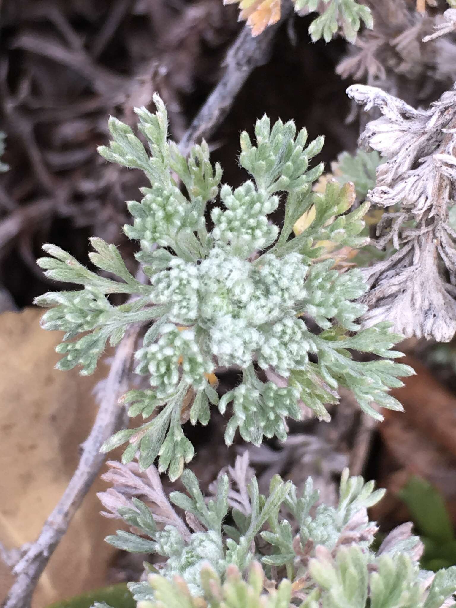 Слика од Artemisia frigida Willd.