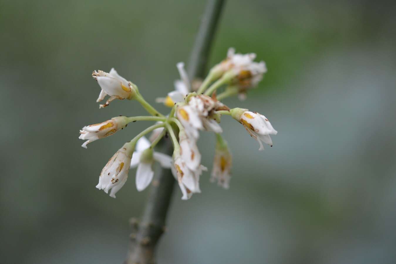 Image of Solanum rovirosanum J. D. Sm.