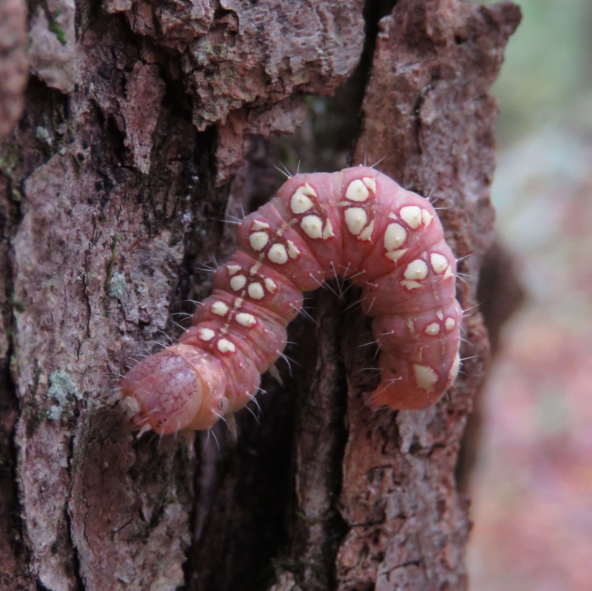 Image of Raspberry Bud Dagger Moth