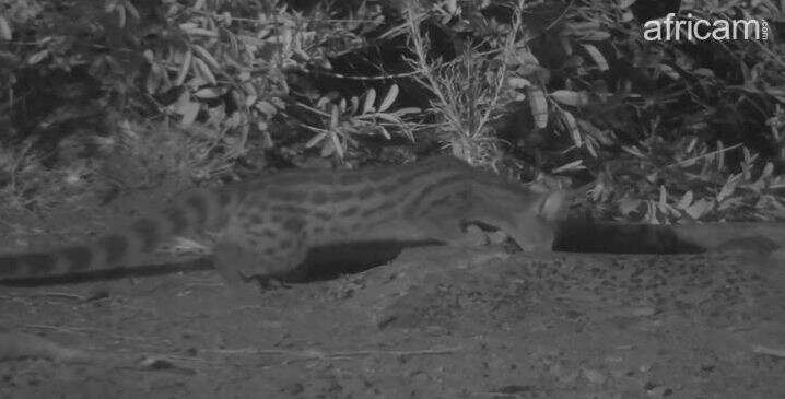 Image of Blotched Genet