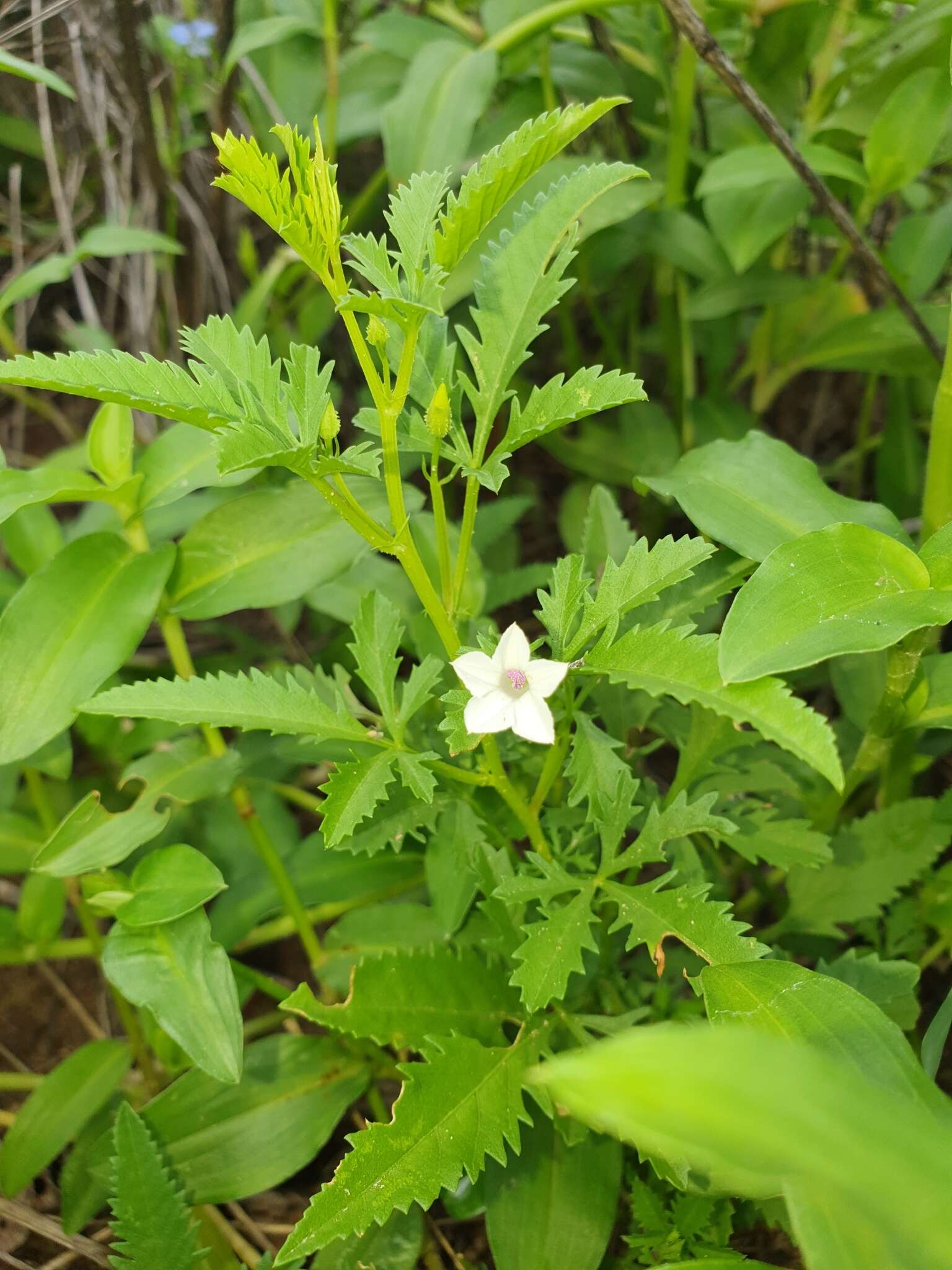 Слика од Ipomoea coptica (L.) Roth