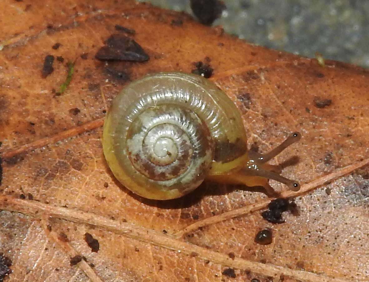 Image of Zenobiellina subrufescens