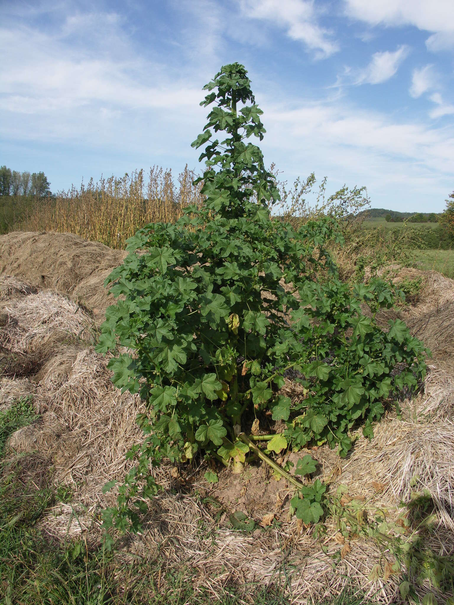 Image of cluster mallow