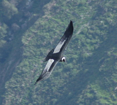 Image of Andean Condor